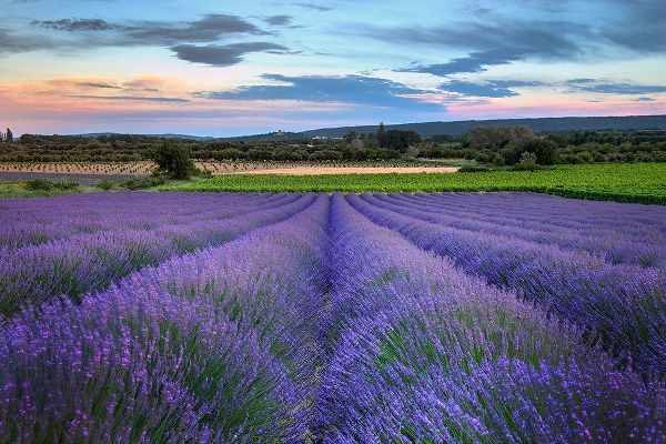 France-Provence-Salt-lavender field in full bloom